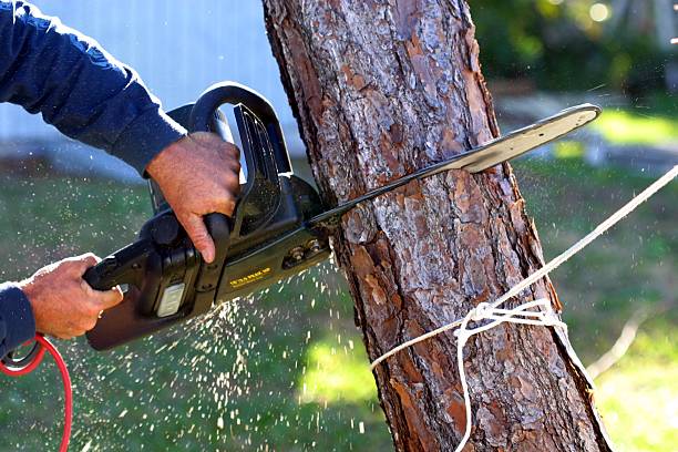 Reliable Magnolia, TX Tree Removal Services Solutions